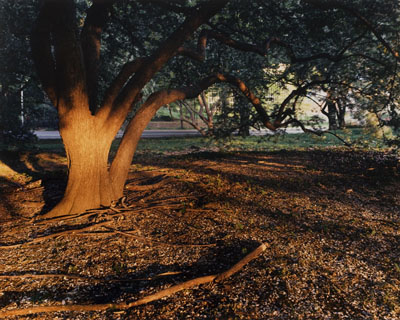Joel SternfeldCentral Park, north of the Obelisk, behind the Metropolitan Museum of Art, New York, May 1993aus der Serie: On This Site / TatorteC-Print, AP 3/3, Ed. 745,7 x 59 cm courtesy of the artist, Buchmann Galerie, Berlin and Luhring Augustine, New York