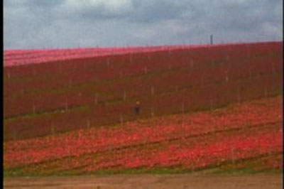 Martha RoslerFlower Fields, 1974-1975 (Filmstill)Super 8 Film, übertragen auf DVD© Martha Rosler; Foto: Videotechnik Lixfeld