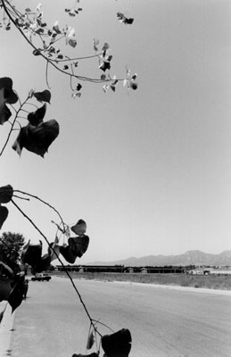 Robert Adams, Cottonwood Leaves, Boulder County, Colorado, 1988