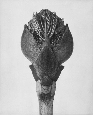 Fraxinus ornus, n.d. / Karl Blossfeldt, long term loan of Berlin University of the Arts at Die Photographische Sammlung/SK Stiftung Kultur, Cologne