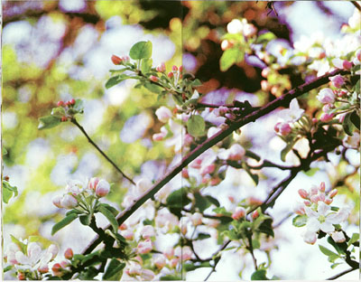Miklos Ga&aacute;l, Viewing an Apple Tree, 2009, artist book. 5-colour silkscreen printing, 9 spreads each 43,5 x 57 cm