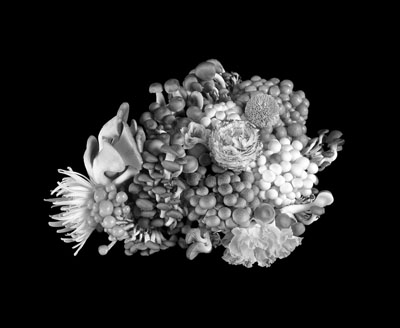Saara Ekström, From Series Excess and Ascesis, 2010