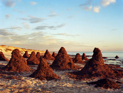 Narelle AutioSeaweed Stacks, 2010type C hand print115 x 149cmedition of 5 + 2 AP