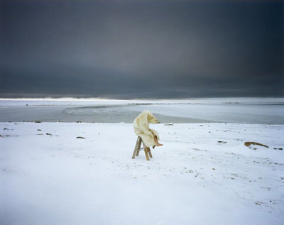 Polar bearFrom the series: Iglooik, Canada, 2007Courtesy Michael Hoppen, London / LondenCourtesy Vous Etes Ici, Amsterdam© Scarlett Hooft Graafland