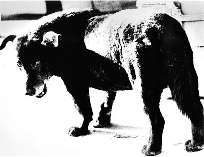 Daido Moriyama: Misawa (Stray Dog), 1971 © Daido Moriyama, courtesy Galerie Priska Pasquer, Cologne