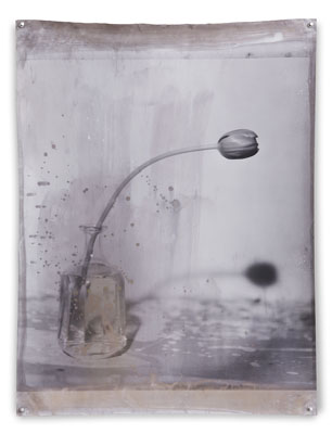Nature Mort 1, 60 x 80 cm, Silver Print 2010 Edition of 6© Jeff Cowen