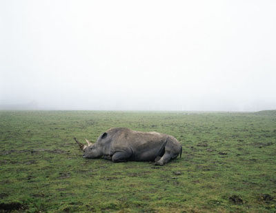 Geert Goiris, Rhino in Fog, 2003&copy; Geert Goiris
