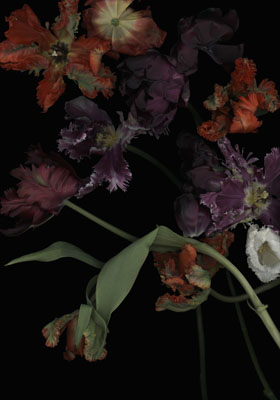 Luzia Simons, Stockage 113, 2011Scannogramm, light jet print on diasec180x126 cmCourtesy ALEXANDER OCHS GALLERIES BERLIN  |  BEIJING