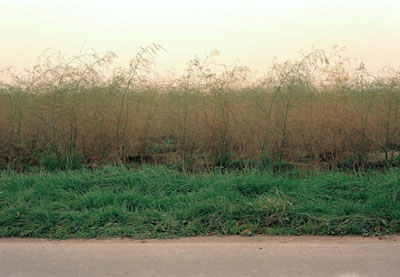 Asparagus Field, Kaarst, Rhineland, (Spargelfeld, Kaarst, Rheinland) 2003 (180 x 260 cm) &copy; Simone Nieweg