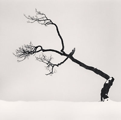 “Kussharo Lake Tree, Study 6, Hokkaido, Japan” (2007)Silver gelatin print. 20cm x 20cm - Edition of 45. © Michael Kenna. Courtesy of m97 Gallery