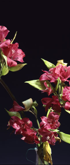 Uwe H. Seyl: o.T. Still Life, 2012